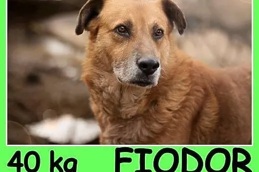  40 kg, spokojny,przyjazny,łagodny,towarzyski pies FIODOR.Adopcja,  dolnośląskie Wrocław