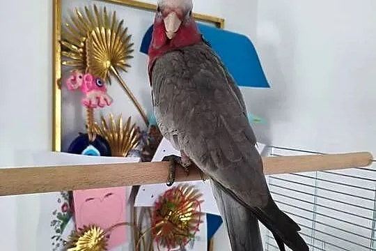Kakadu różowe