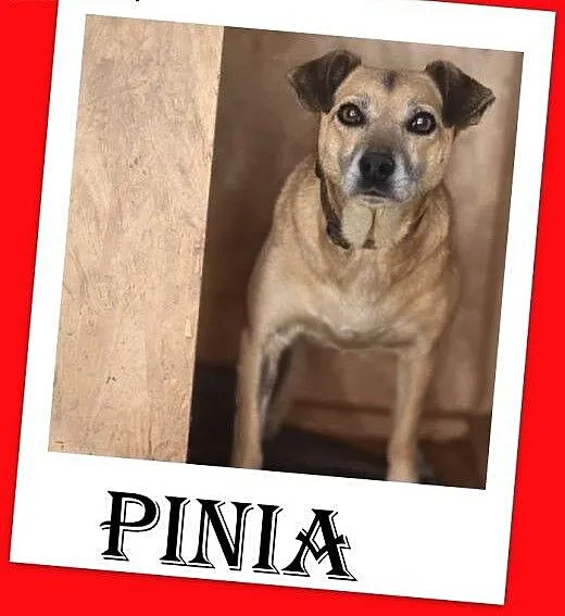 9 kg,mała,łagodna,grzeczna ,delikatna suczka PINIA