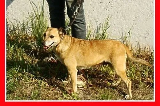 9 kg,mała,łagodna,grzeczna ,delikatna suczka PINIA