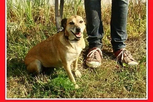 9 kg,mała,łagodna,grzeczna ,delikatna suczka PINIA