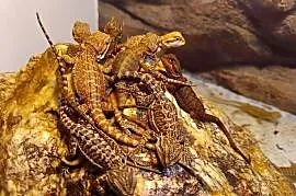 Agama brodata