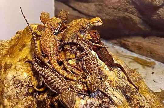 Agama brodata, Dolnośląskie, Jawor