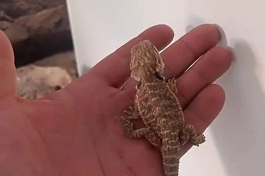 Agama brodata, Dolnośląskie, Jawor