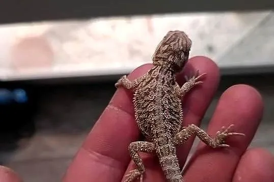 Agama brodata, Dolnośląskie, Jawor