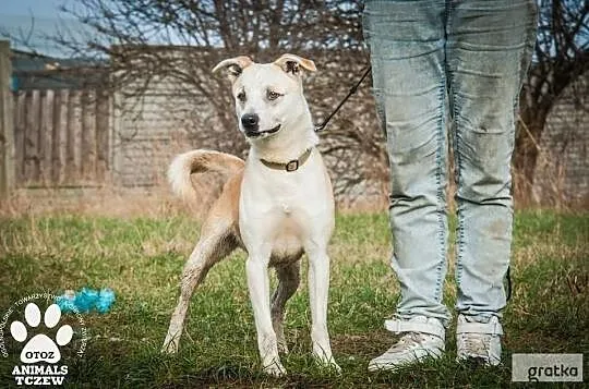 OTOZ Animals - Frugo - piękny, młody pies z nie byle jakim charakterem, Pomorskie, Tczew