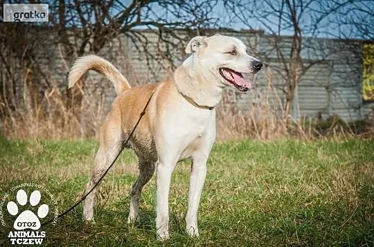 OTOZ Animals - Frugo - piękny, młody pies z nie byle jakim charakterem, Pomorskie, Tczew