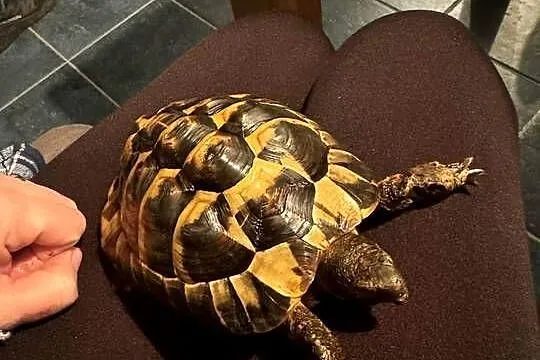 sprzedam żółwia lądowego  / greckiego 6 letni, Dolnośląskie, Wrocław