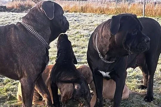 Cane coso szczenie, Dolnośląskie, Bolesławiec