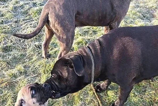 Cane coso szczenie, Dolnośląskie, Bolesławiec