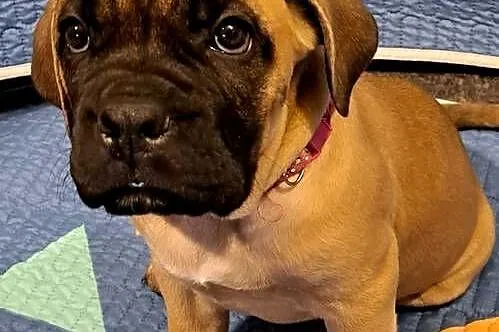 Cane coso szczenie, Dolnośląskie, Bolesławiec