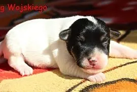 Parson Russell Terrier - przepiękne rodowód ZKwP (, Piaski