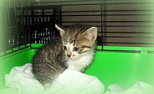 Kocurek 5 tyg,adopcja!!, świętokrzyskie Kielce