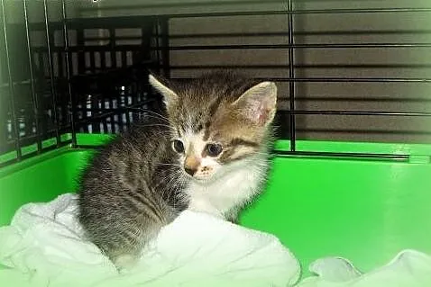 Kocurek 5 tyg,adopcja!!,  świętokrzyskie Kielce