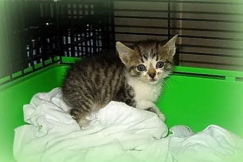 Kocurek 5 tyg,adopcja!!,  świętokrzyskie Kielce