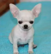 Zdrowy chihuahua, zaszczepiony i odrobaczony, posiada wszystkie dokumenty.