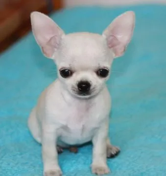 Zdrowy chihuahua, zaszczepiony i odrobaczony, posiada wszystkie dokumenty., Śląskie, Będzin