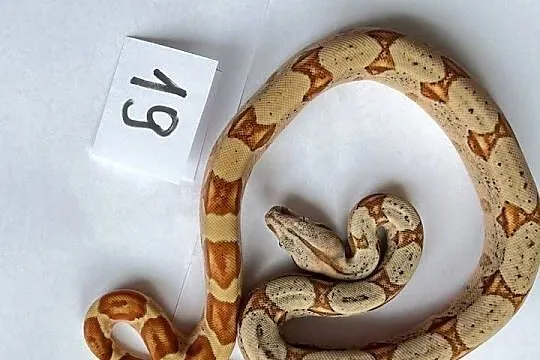 Boa imperator samiczka hypo jungle