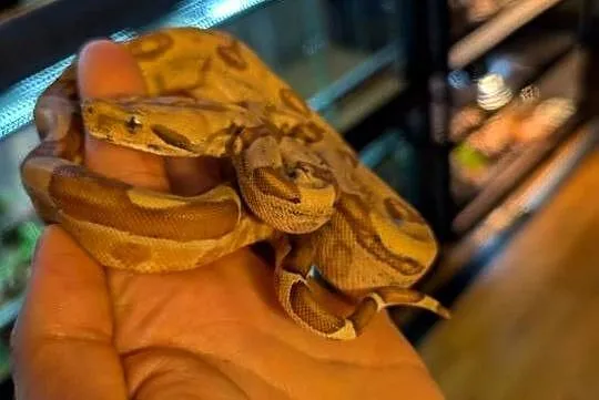 Boa imperator samiczka hypo jungle, Warmińsko-mazurskie, Olsztyn