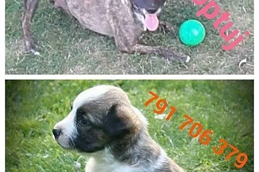Łagodna Lara i jej 8 tyg maluszek szukają domu!,  