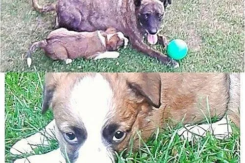 Łagodna Lara i jej 8 tyg maluszek szukają domu!,  