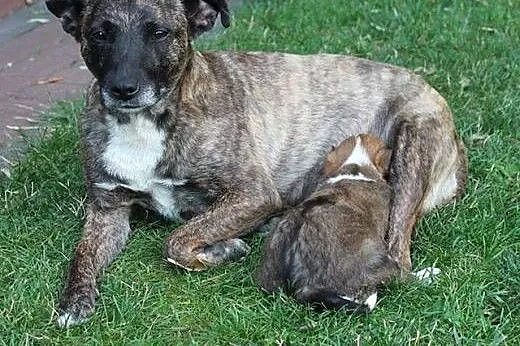 Łagodna Lara i jej 8 tyg maluszek szukają domu!,  