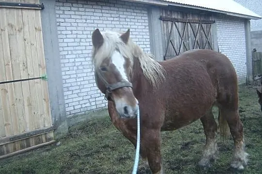 Sprzedam klacz zrebna