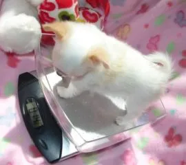 Chihuahua rasy teacup, długa i krótka sierść do adopcji............