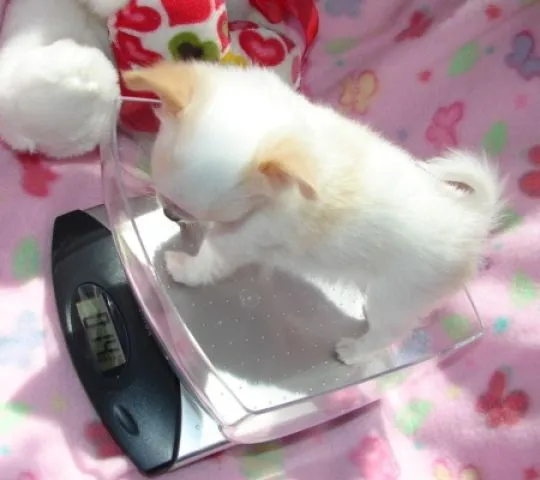 Chihuahua rasy teacup, długa i krótka sierść do adopcji............