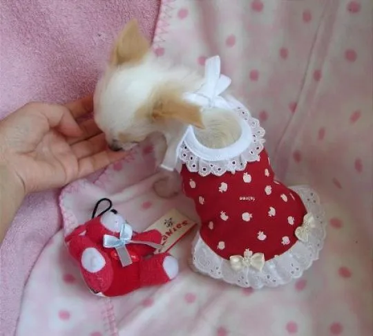 Chihuahua rasy teacup, długa i krótka sierść do adopcji............, Mazowieckie, Warszawa