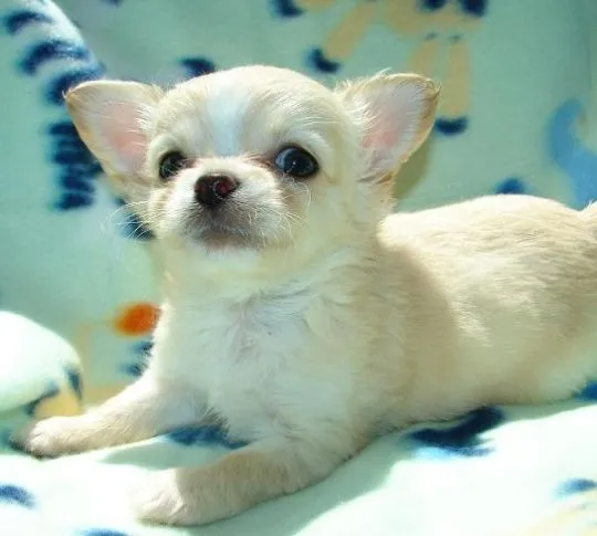 Chihuahua rasy teacup, długa i krótka sierść do adopcji............, Mazowieckie, Warszawa