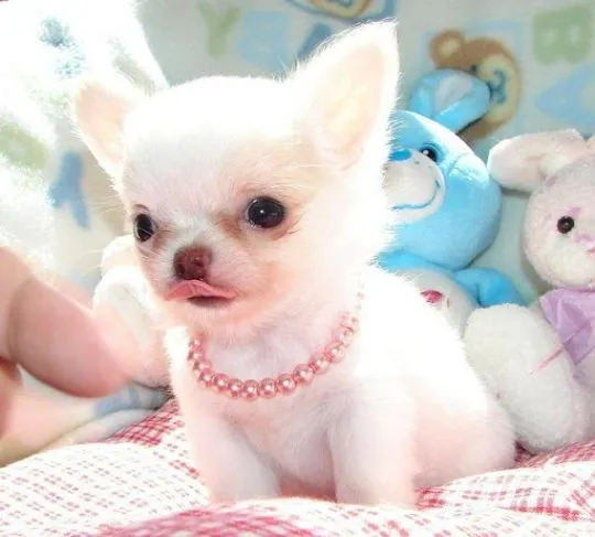 Chihuahua rasy teacup, długa i krótka sierść do adopcji............, Mazowieckie, Warszawa