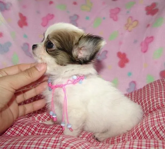Chihuahua rasy teacup, długa i krótka sierść do adopcji............, Mazowieckie, Warszawa