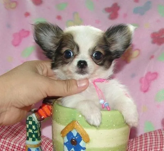 Chihuahua rasy teacup, długa i krótka sierść do adopcji............, Mazowieckie, Warszawa