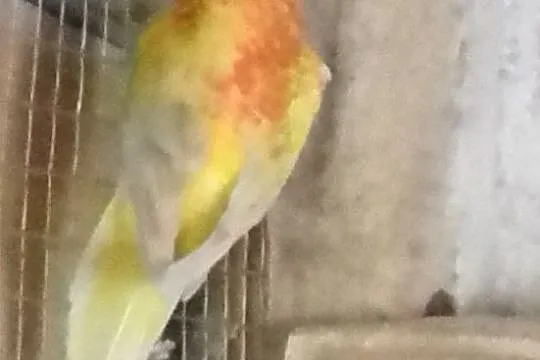 Swiergotka seledynowa orange-lutino