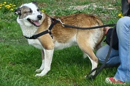 Nie ma domu, nie ma własnej miseczk, własnego kocy