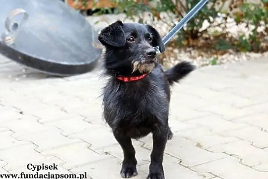 Cypisek - sympatyczny kundelek, Mazowieckie, Nowy Dwór Mazowiecki