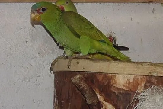amazonka białoczelna (albifrons), Śląskie, Racibórz