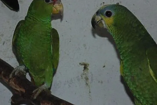 amazonka białoczelna (albifrons), Śląskie, Racibórz