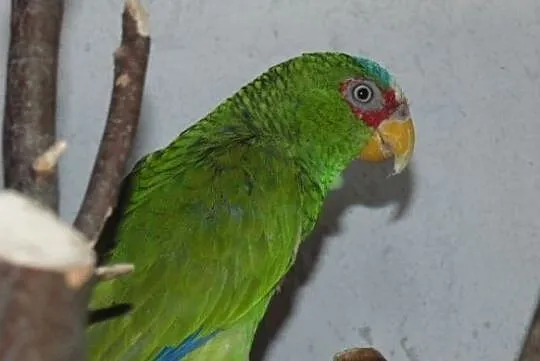 amazonka białoczelna (albifrons), Śląskie, Racibórz
