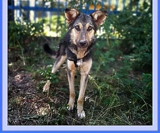 9 mies.,przyjacielski, szczepiony, kontaktowy CUDACZEK.Adopcja, łódzkie Łódź, Łódzkie, Łódź