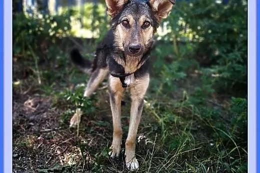 9 mies.,przyjacielski, szczepiony, kontaktowy CUDACZEK.Adopcja,  łódzkie Łódź, Łódzkie, Łódź