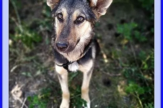 9 mies.,przyjacielski, szczepiony, kontaktowy CUDACZEK.Adopcja,  łódzkie Łódź, Łódzkie, Łódź