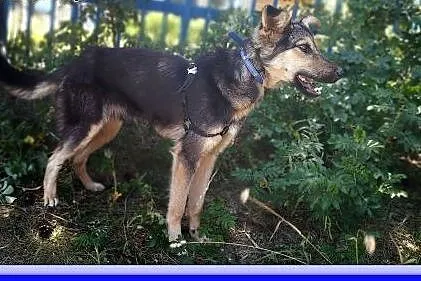 9 mies.,przyjacielski, szczepiony, kontaktowy CUDACZEK.Adopcja,  łódzkie Łódź, Łódzkie, Łódź
