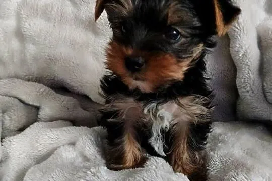 Piesek Yorkshire terrier