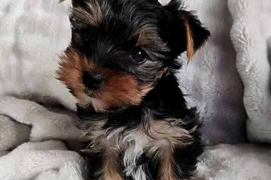 Piesek Yorkshire terrier, Kujawsko-pomorskie, Łążynek