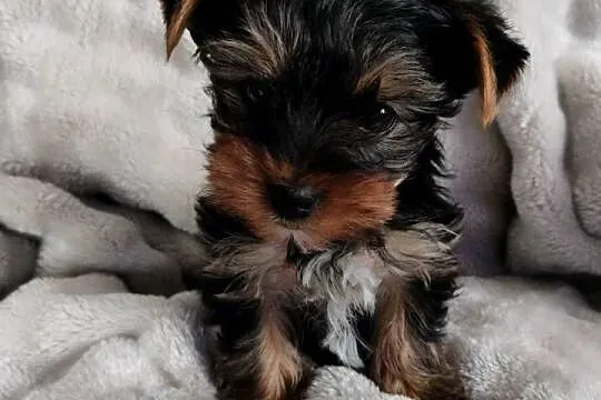 Piesek Yorkshire terrier, Kujawsko-pomorskie, Łążynek