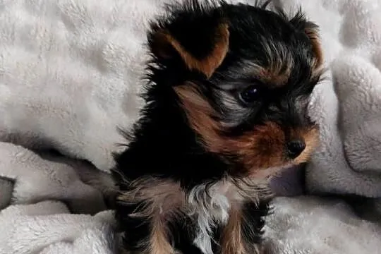 Piesek Yorkshire terrier, Kujawsko-pomorskie, Łążynek