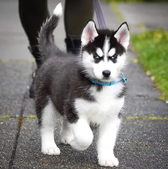 Szczenięta Husky////////////////////////////////////////////////////////////////////////