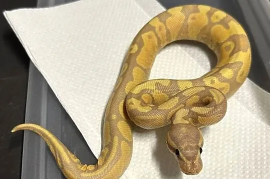 Pyton regius - Banana Yellow Belly, Kujawsko-pomorskie, Bydgoszcz